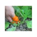 Silicone Thumb Knife Protective Nails Cutter Garden Picking Plant Separator Pruning Tools Mini Gardening Plant Trimmer Tool